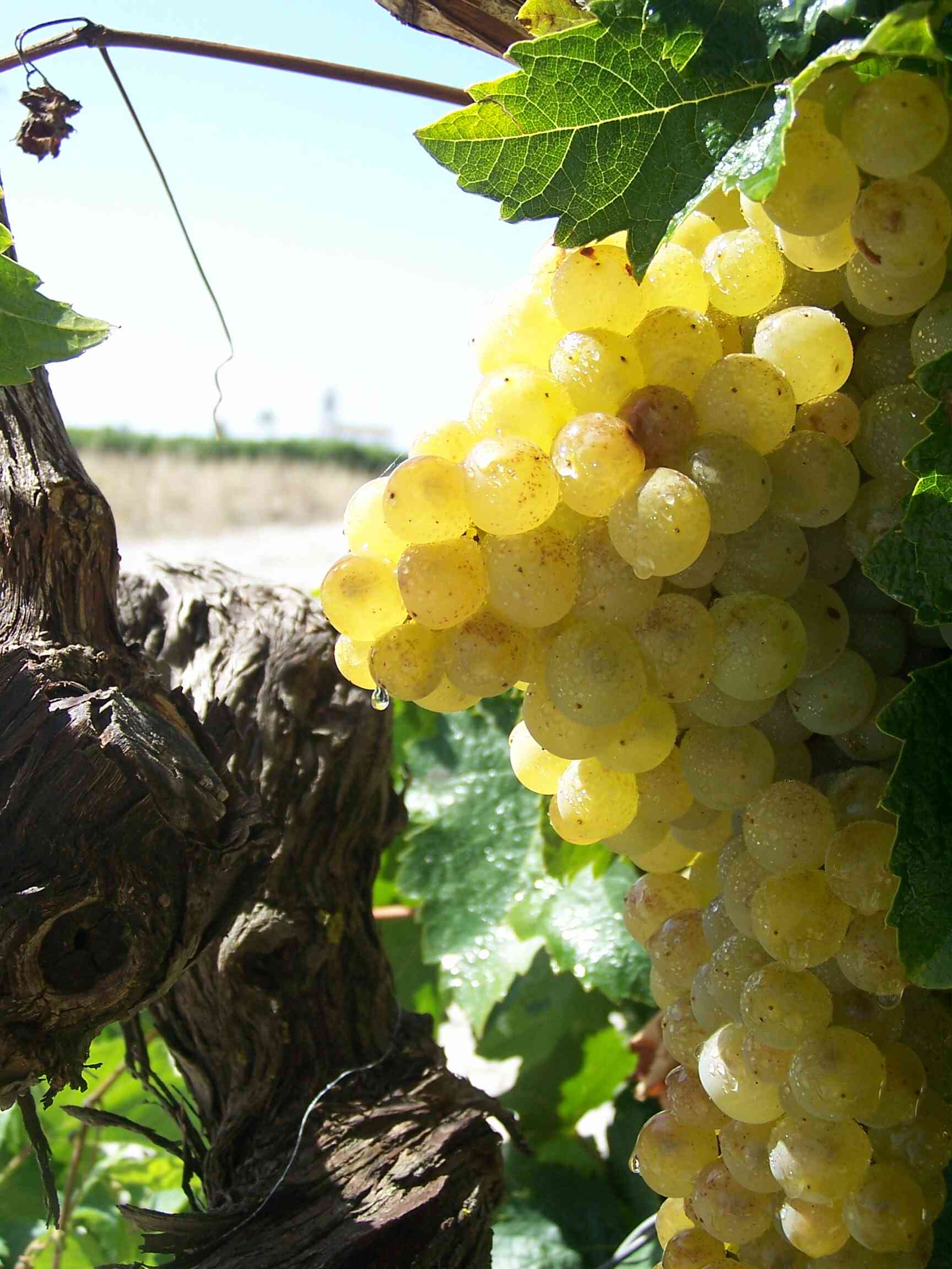 ViÃ±edo
