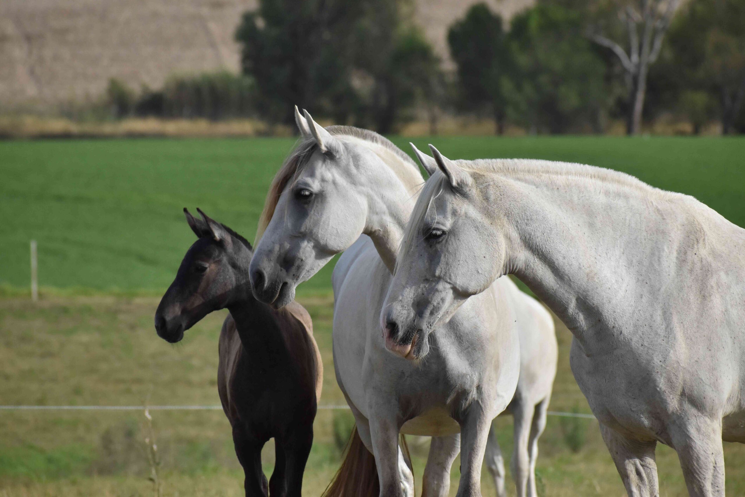 Caballos
