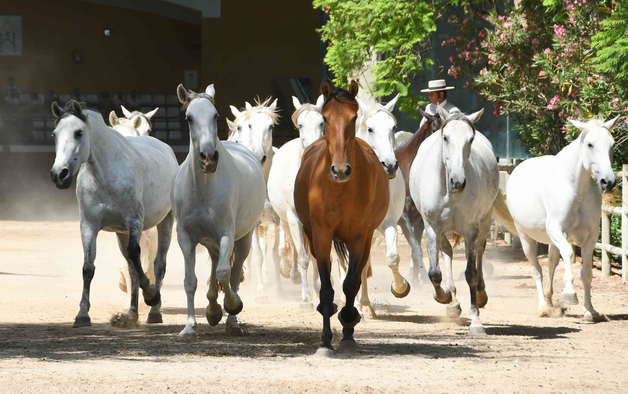 Caballos