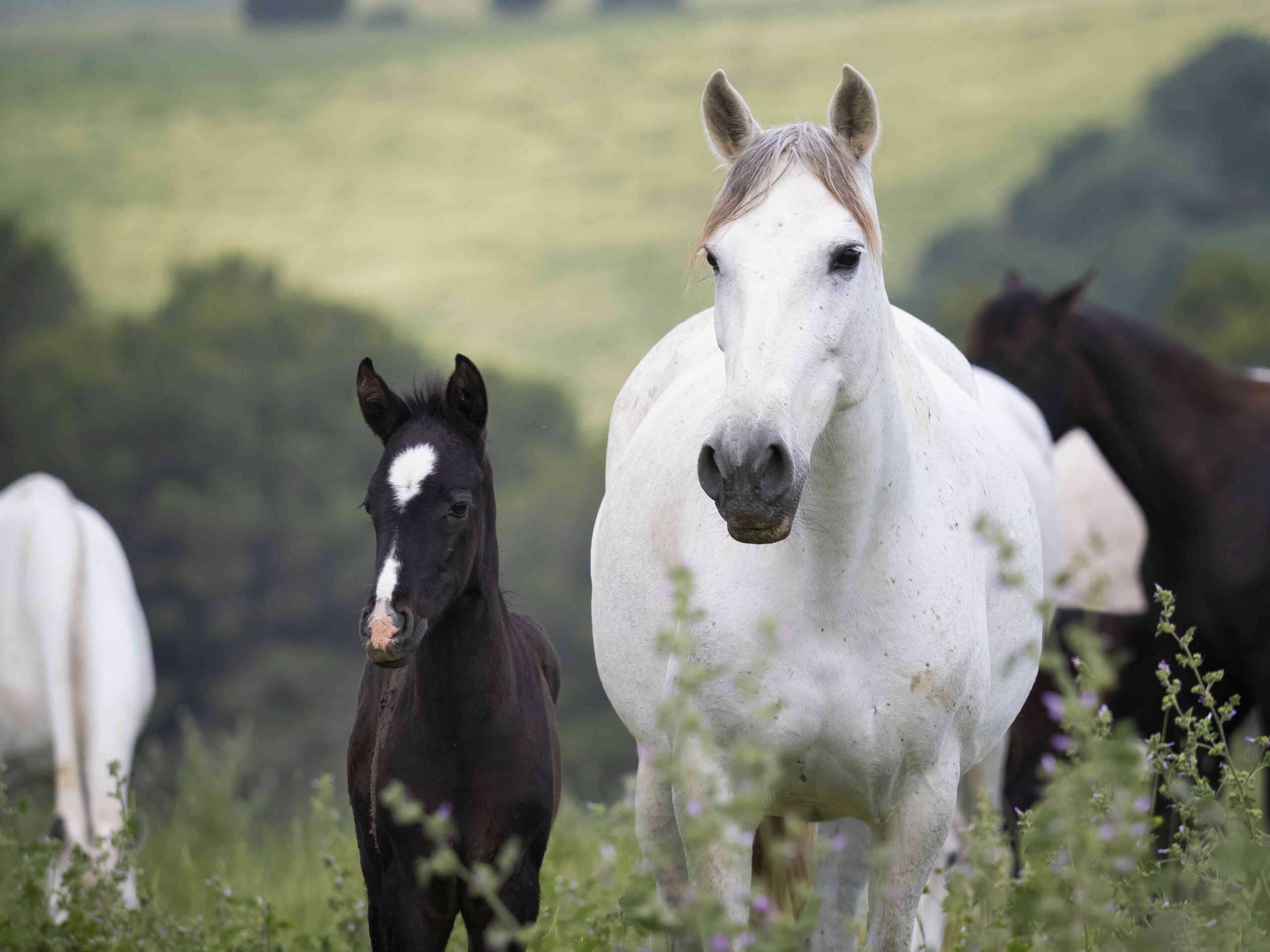 Caballos