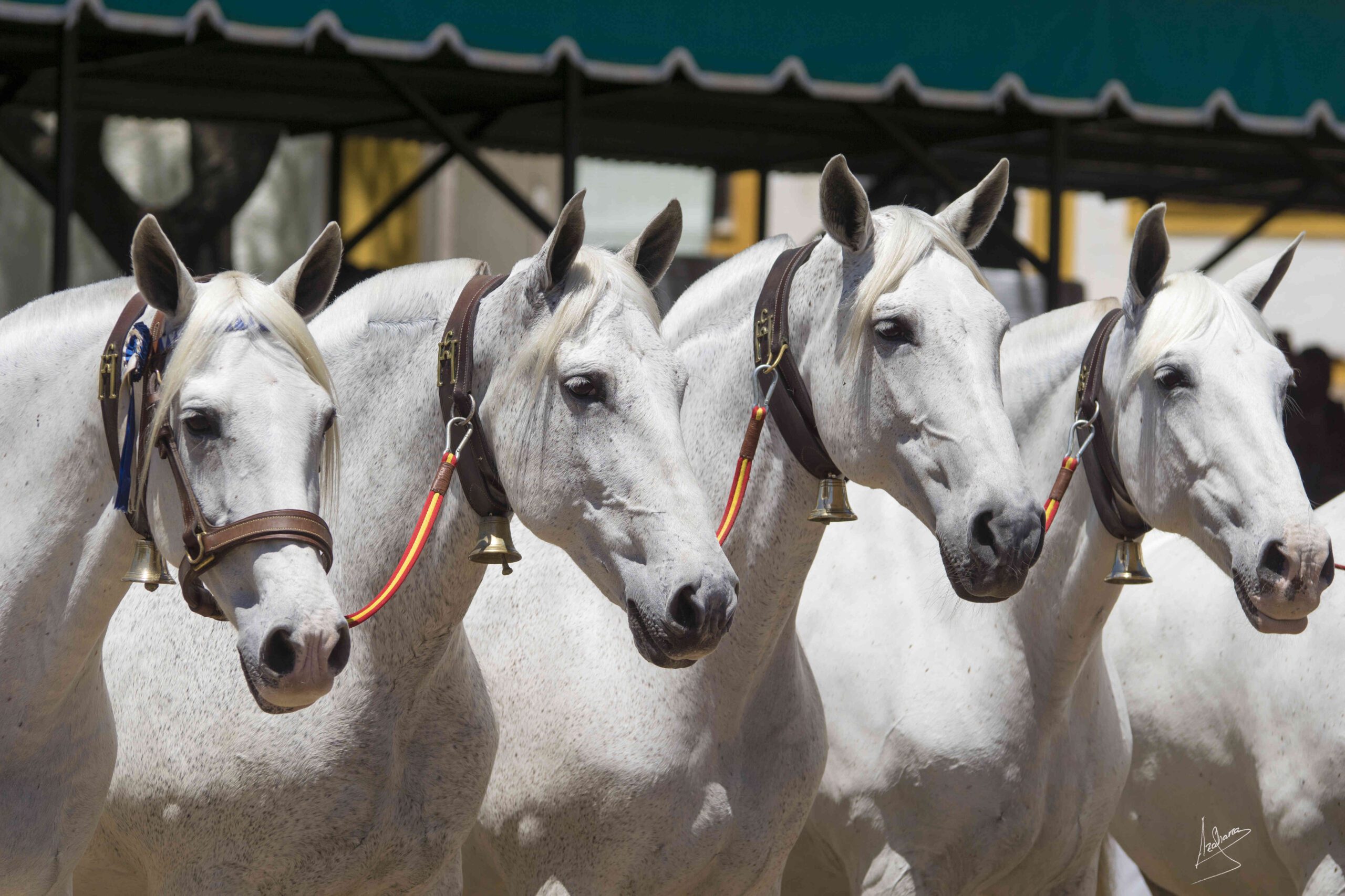 Caballos